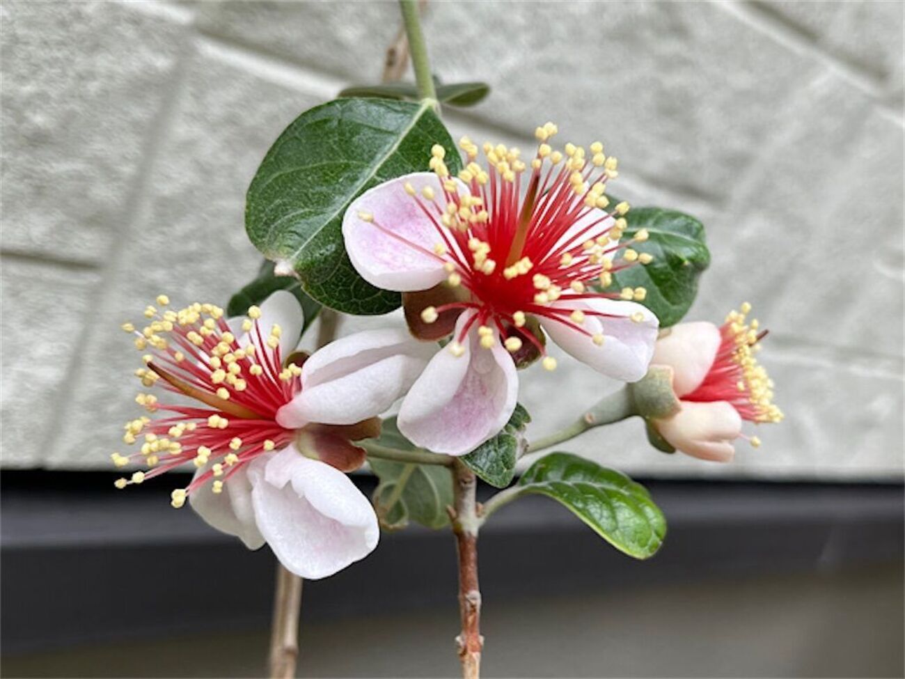 フェイジョア】今年も開花シーズン到来！雨にも負けず受粉成功なるか 
