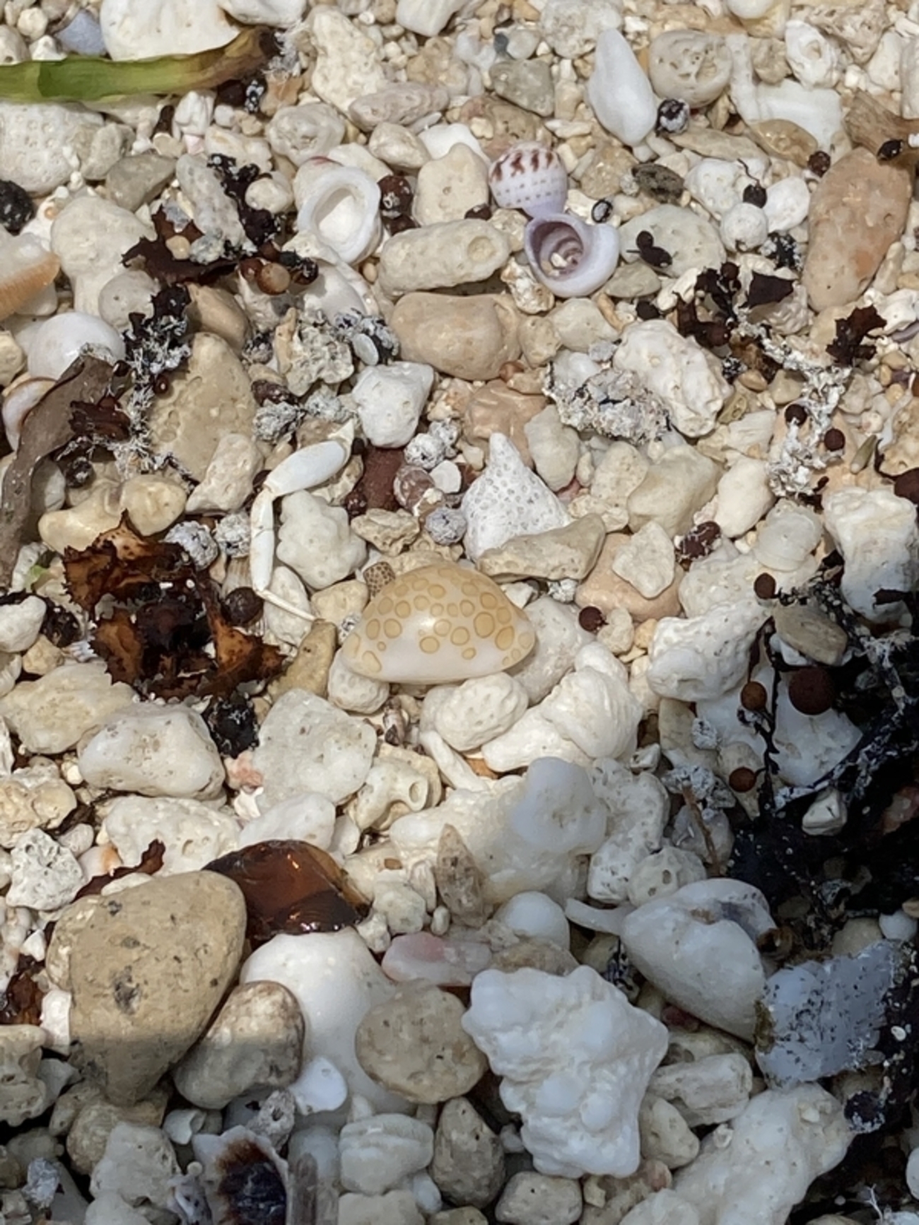 backend=imagemagick;version=1;