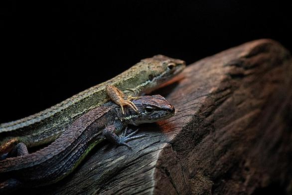 デュビアとは 動植物の人気 最新記事を集めました はてな