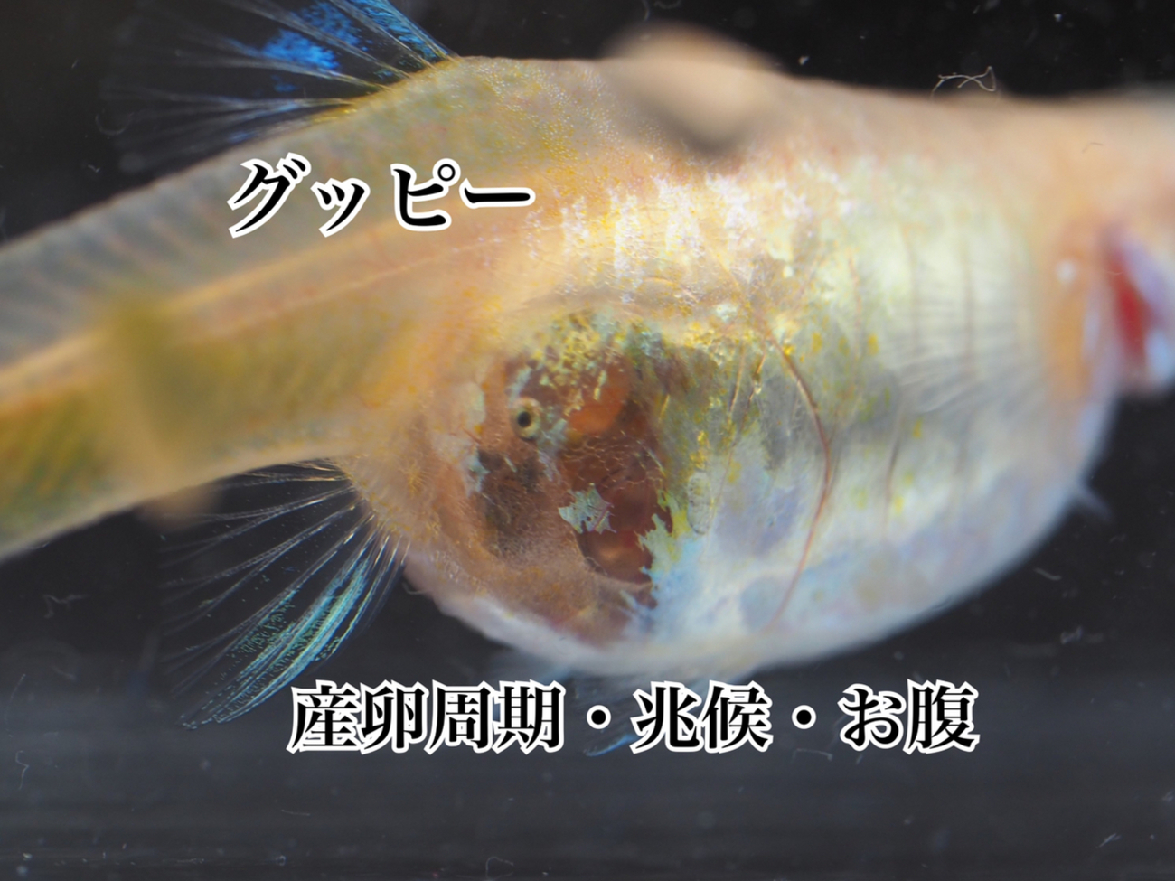 グッピーの産卵！兆候や周期・お腹の見極め方について詳しく解説 