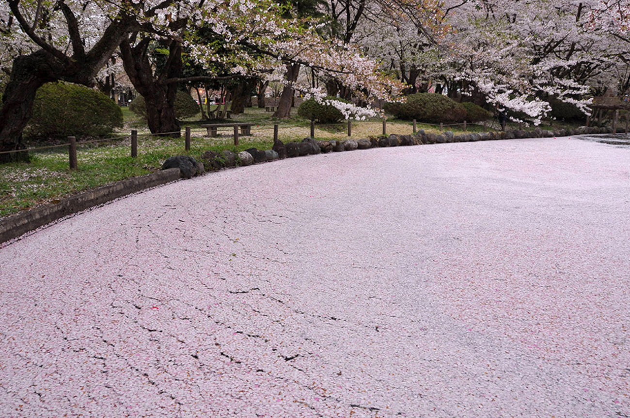 花のあと - NIIGATAさんぽびと