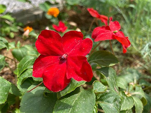 アフリカホウセンカとは 動植物の人気 最新記事を集めました はてな アフリカホウセンカとは 動植物の人気 最新記事を集めました はてな