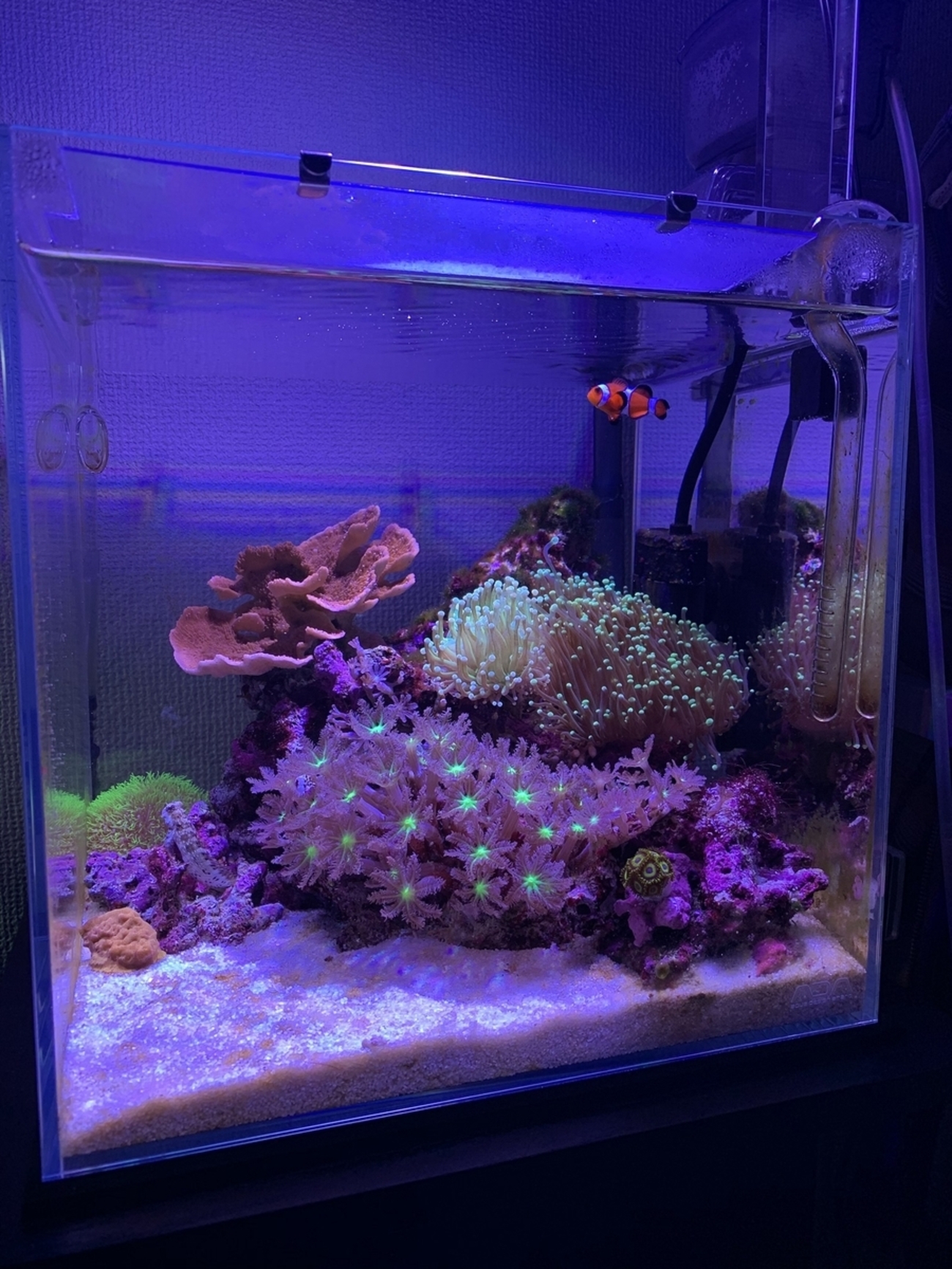海水30cmキューブ水槽の紹介 - 淡水海水30cm生活