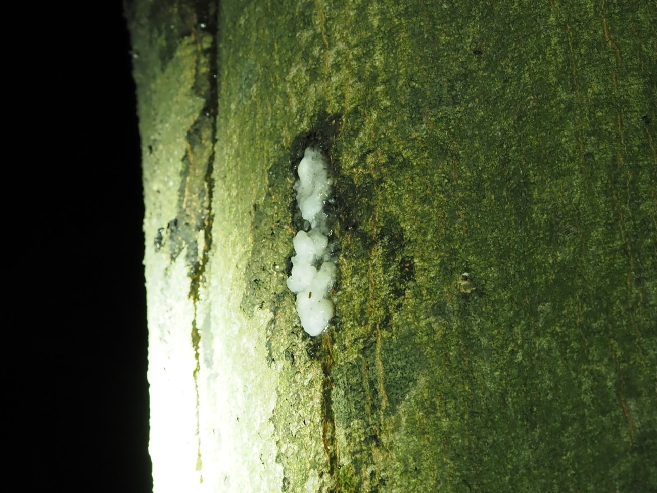 樹液はなぜ出るのか?その理由と近年樹液性昆虫が増えている理由の考察 - 蓼食う虫も好き好き