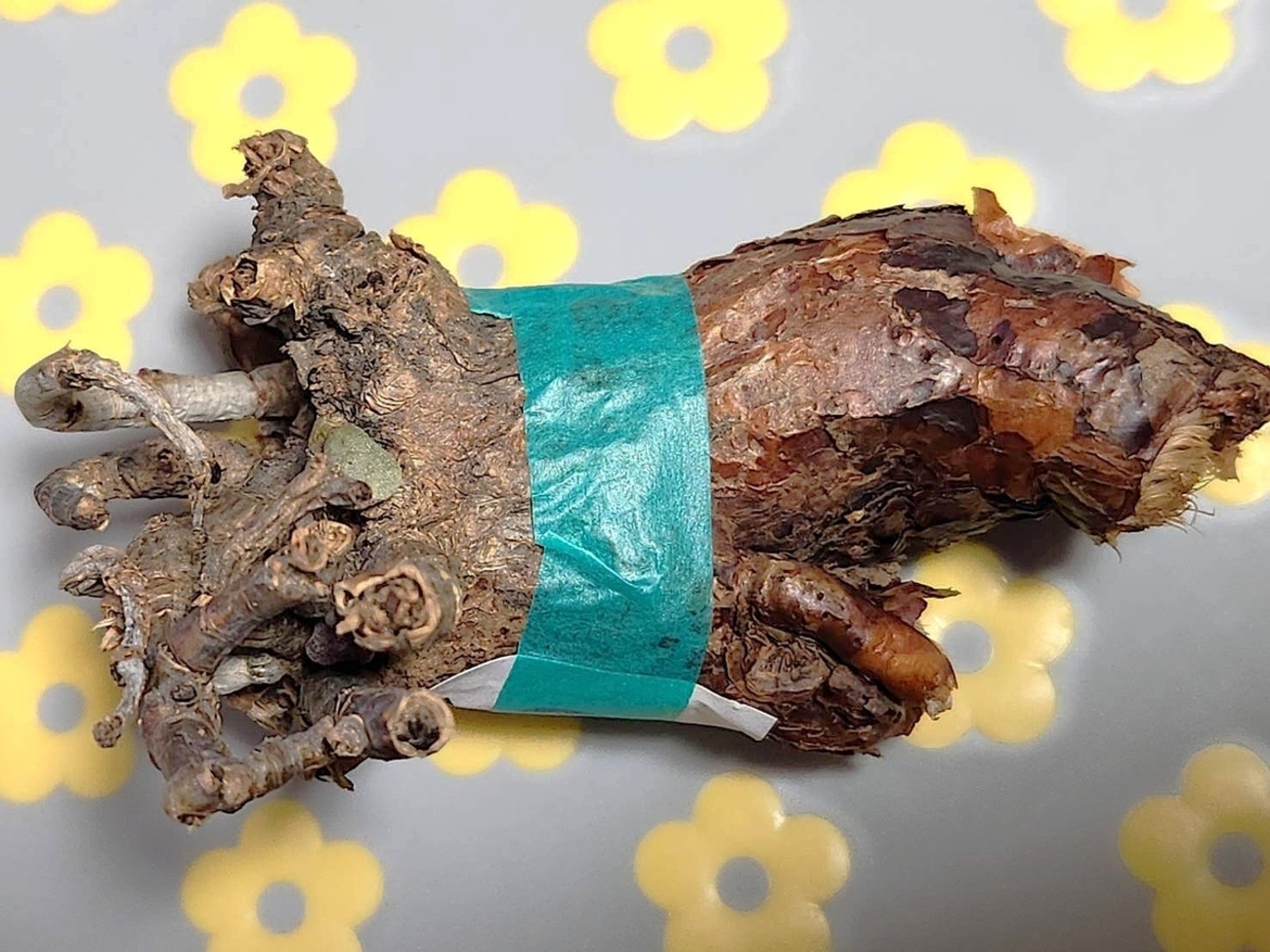 ケラリア・ピグマエア、発根管理から一年後の記録 - ヤギノメニッキ