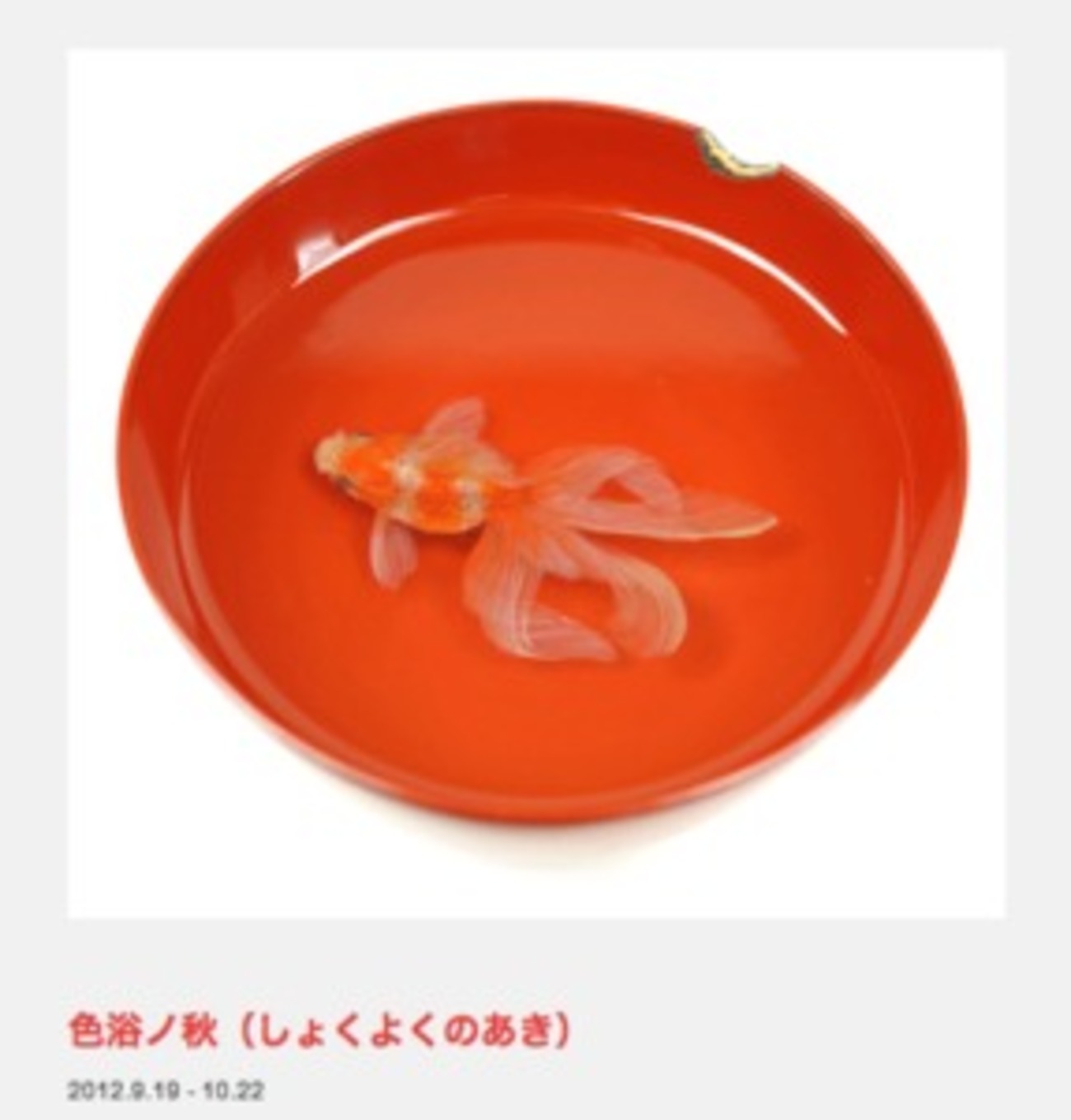 リアルな金魚が食器の中を泳ぐ 美術作家・深堀隆介さんの個展「色浴ノ