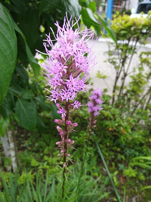 リアトリスとは 動植物の人気 最新記事を集めました はてな