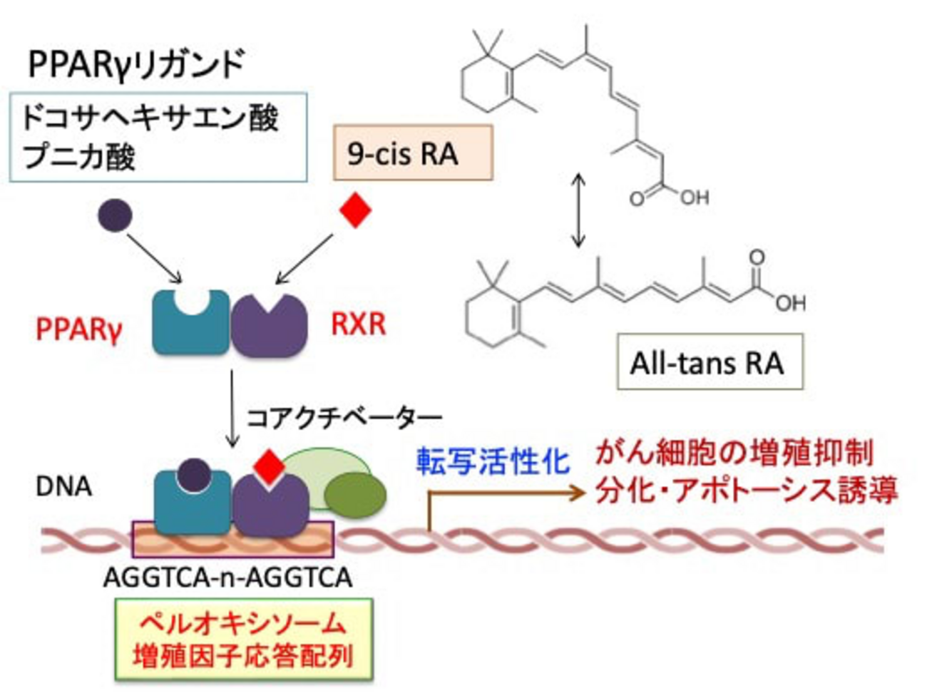 892)ドコサヘキサエン酸とプニカ酸はペルオキシソーム増殖因子活性化受容体γ（PPARγ）の内因性リガンド - がんの補完・代替療法
