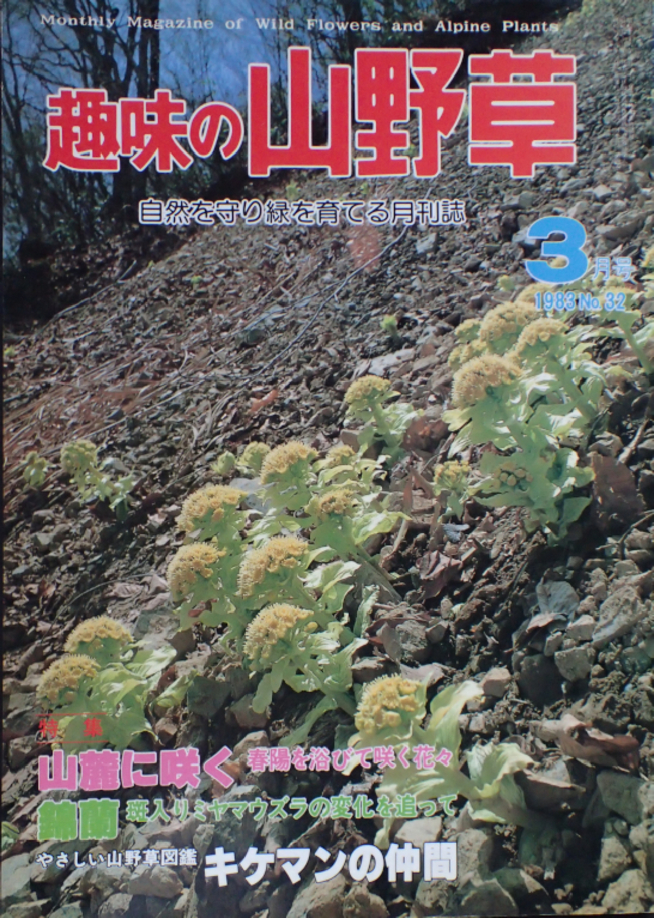 ジュエルオーキッドの参考書（その3） - Amitostigma