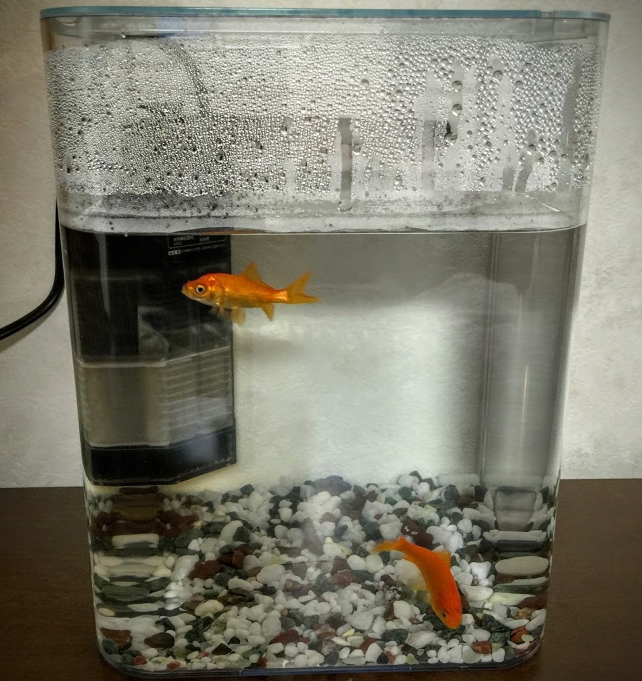 お祭りの金魚と一緒〜水作のリトルアクアリウム金魚飼育基本6点セット 