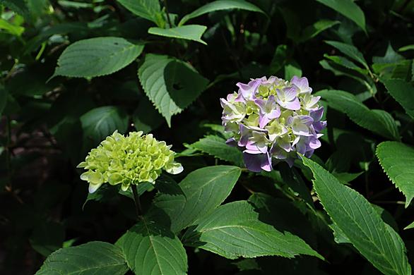 甲山森林公園とは 地理の人気 最新記事を集めました はてな 甲山森林公園とは 地理の人気 最新記事を集めました はてな