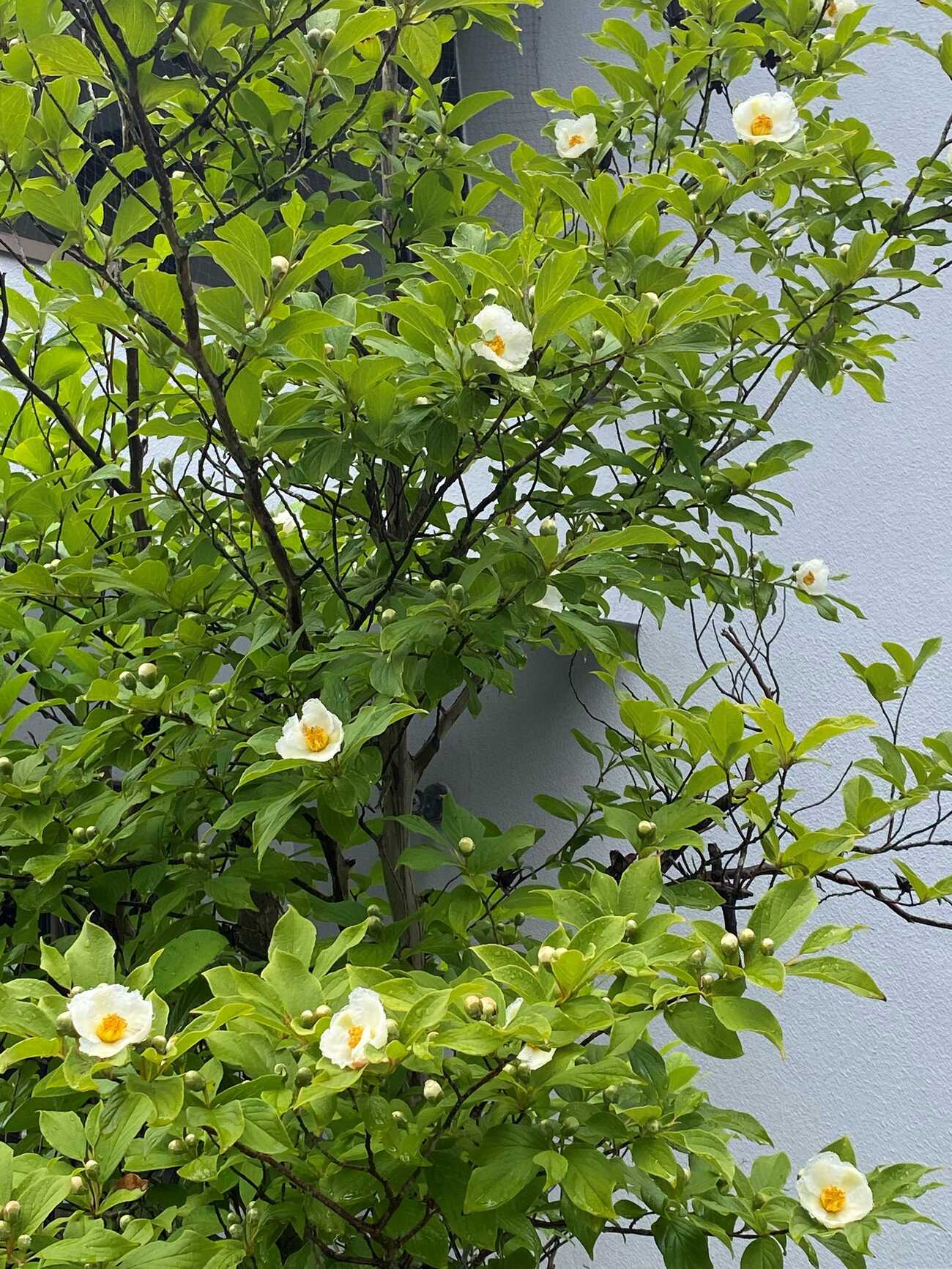 夏椿の季節 - chimdondon-ktの日記
