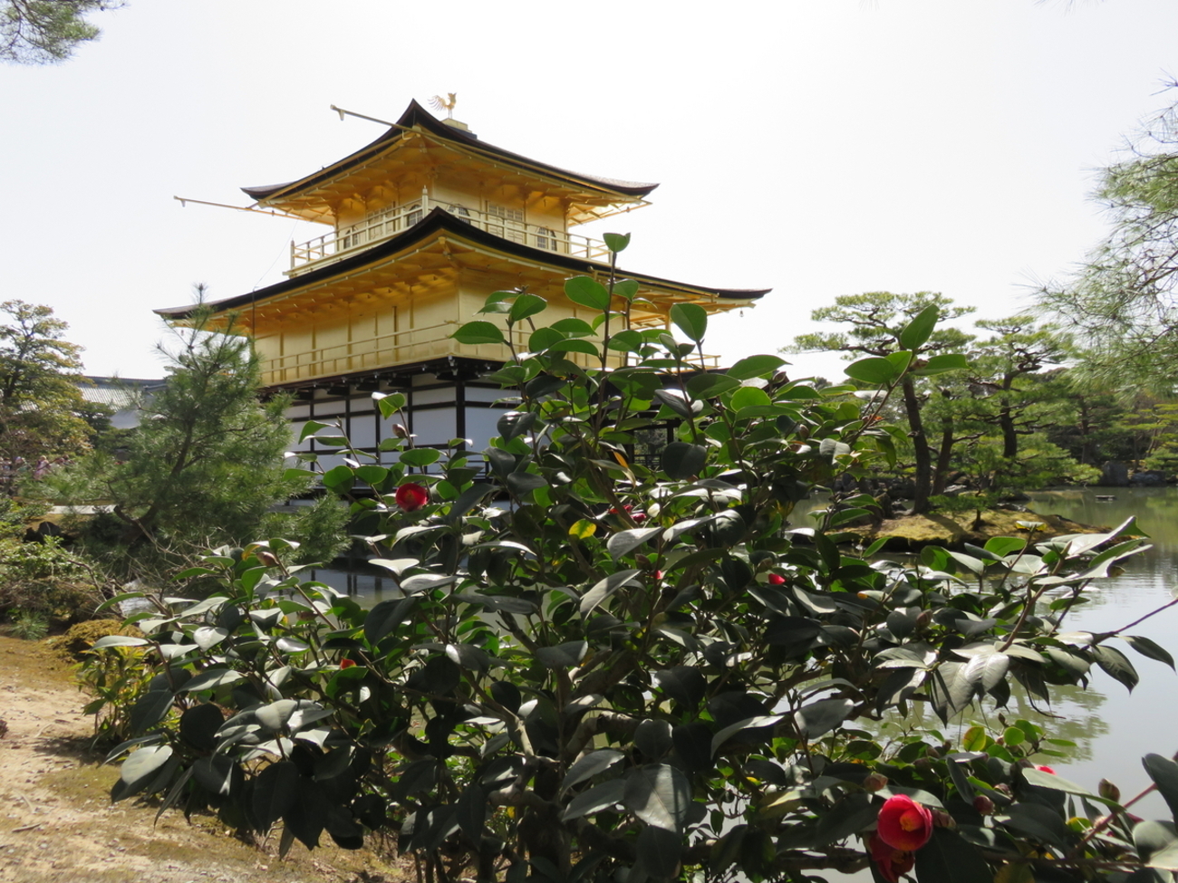 金閣寺の胡蝶侘助 - 京で椿を楽しむセカンドライフ