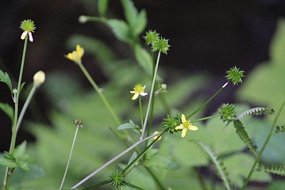 ウマノアシガタとは 動植物の人気 最新記事を集めました はてな ウマノアシガタとは 動植物の人気 最新記事を集めました はてな
