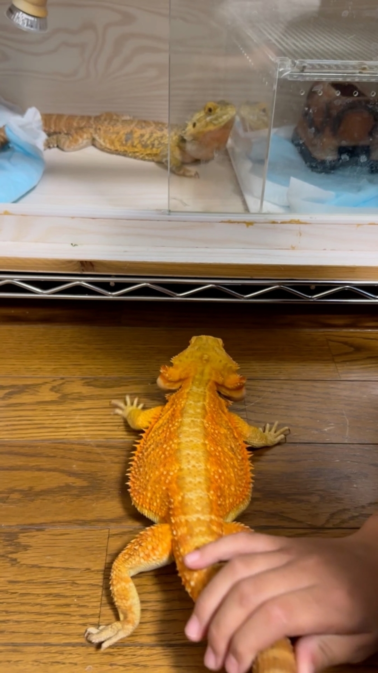 トカゲさん親子 He ate it! When I fed the baby monitor lizard for the first