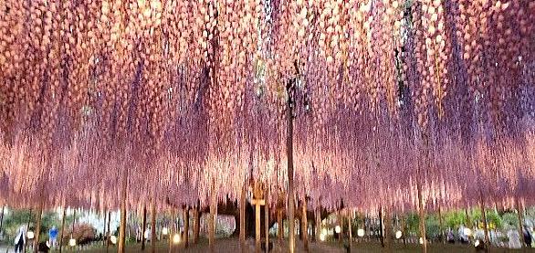あしかがフラワーパークとは 動植物の人気 最新記事を集めました はてな あしかがフラワーパークとは 動植物の人気 最新記事を集めました はてな