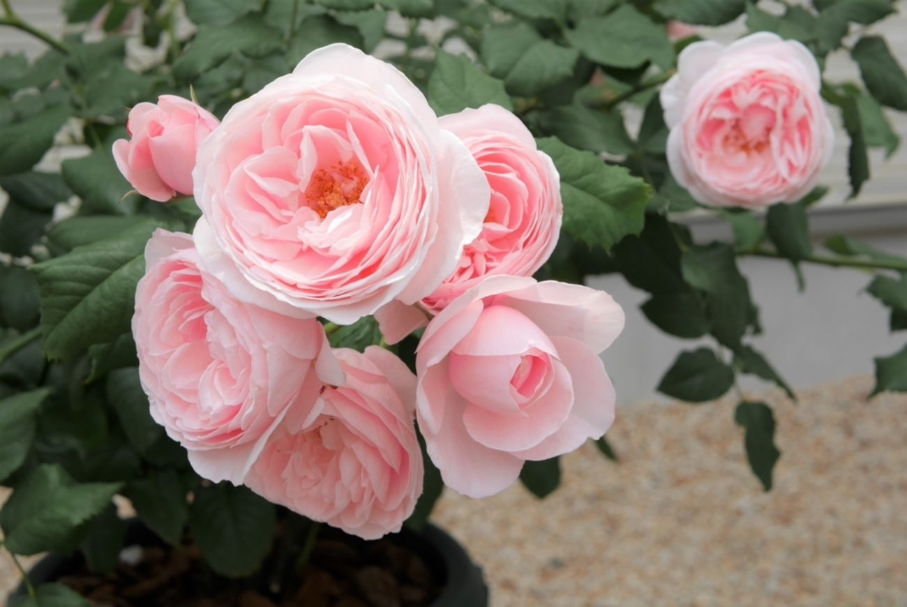 バラ】2年目のナエマ 開花と切り戻しとついでに挿し木【6月】 - 彩り 