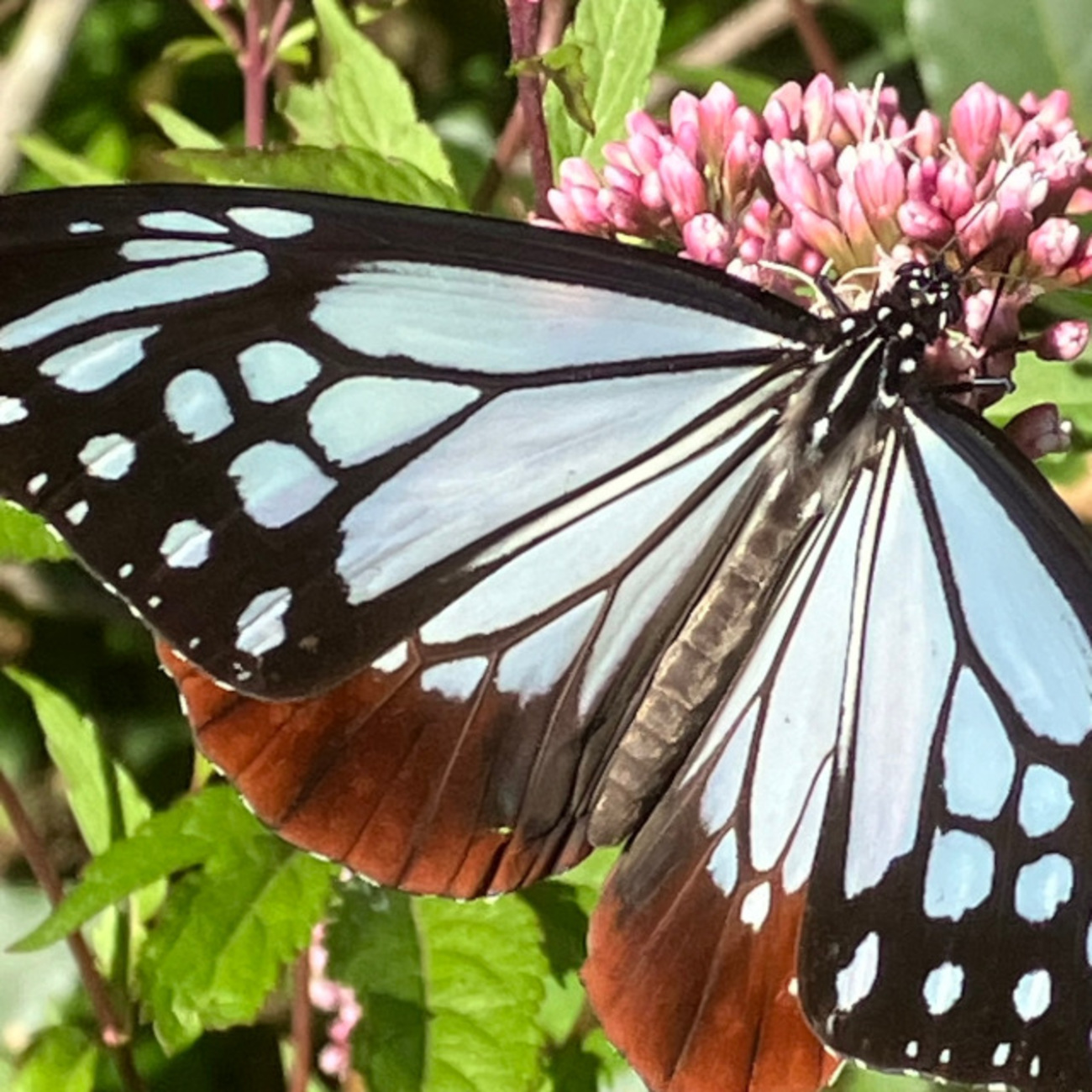 蝶・螽斯・蝶 - もくもくカメラのブログ