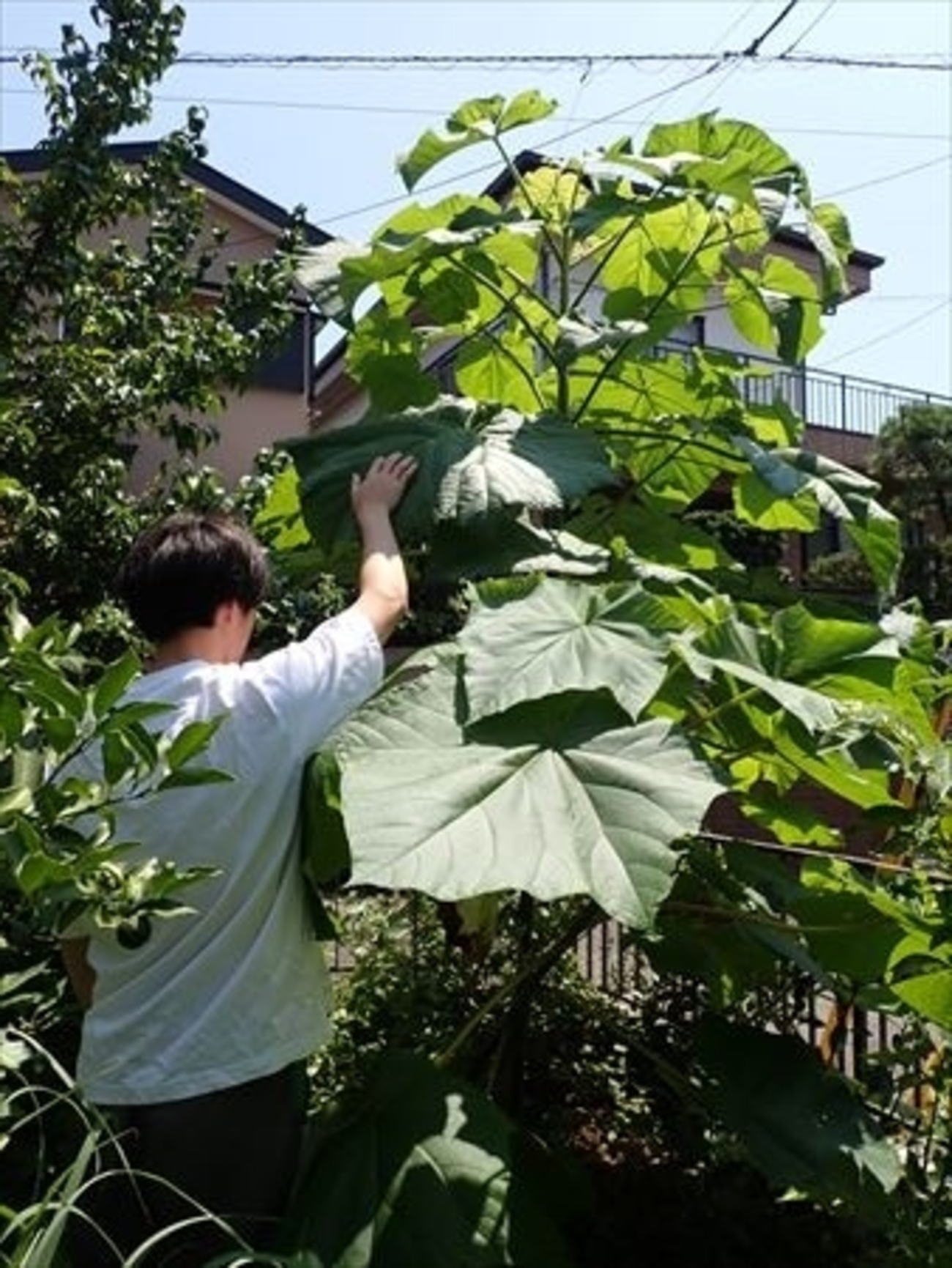 種から桐の成長2017年～ - 街の木コレクション