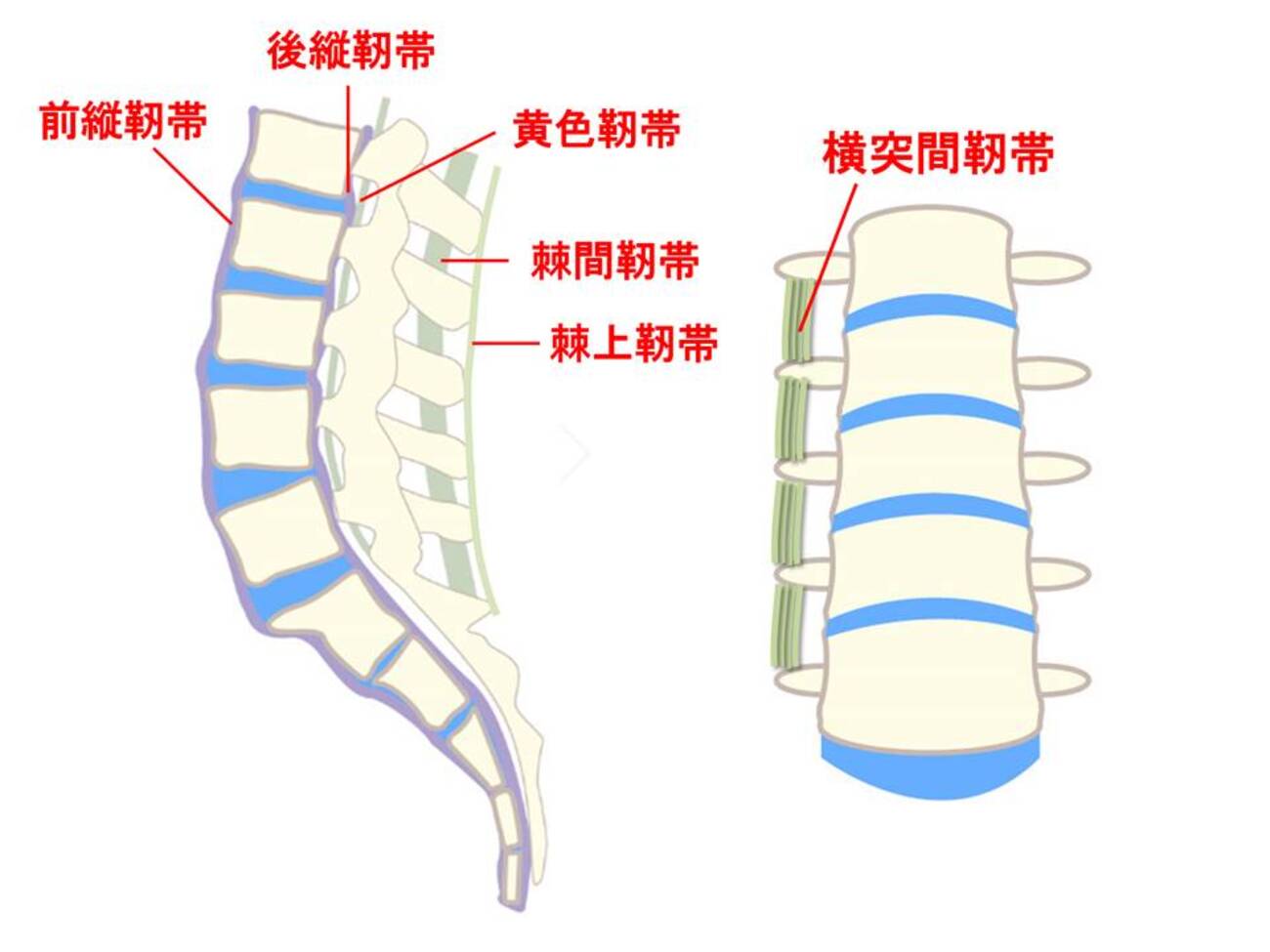 前 縦 靭帯