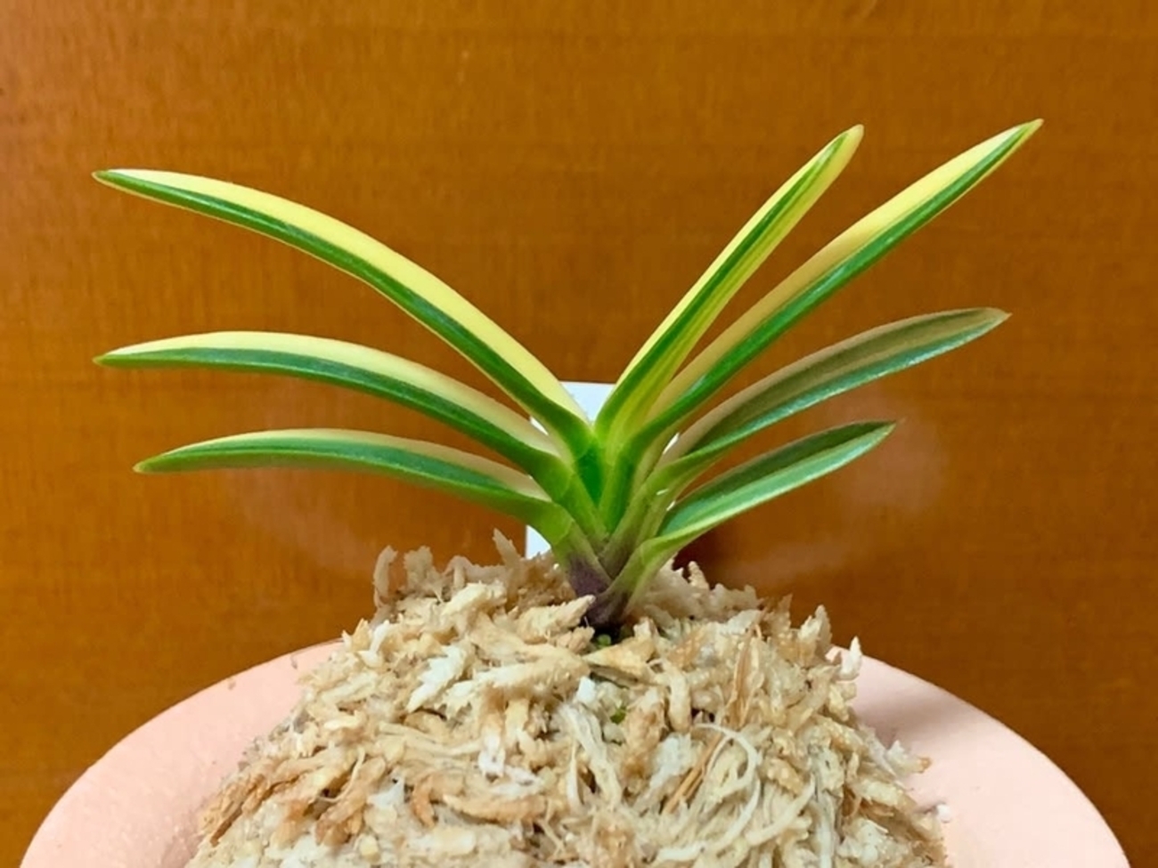 【至宝の逸品】富貴蘭　憧の縞 憧の縞 - 純風満蘭（富貴蘭・風蘭ブログ 着生蘭よもやま話）
