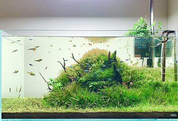 ロタラとは 動植物の人気 最新記事を集めました はてな