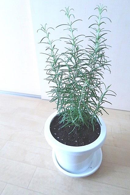 うどんこ病とは 動植物の人気 最新記事を集めました はてな うどんこ病とは 動植物の人気 最新記事を集めました はてな