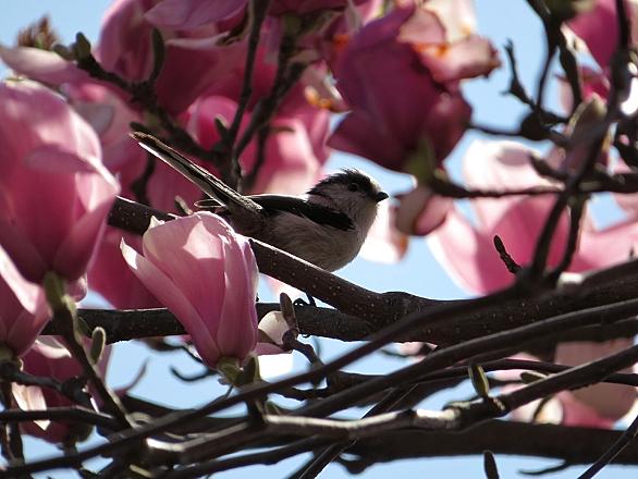 マグノリアとは 映画の人気 最新記事を集めました はてな