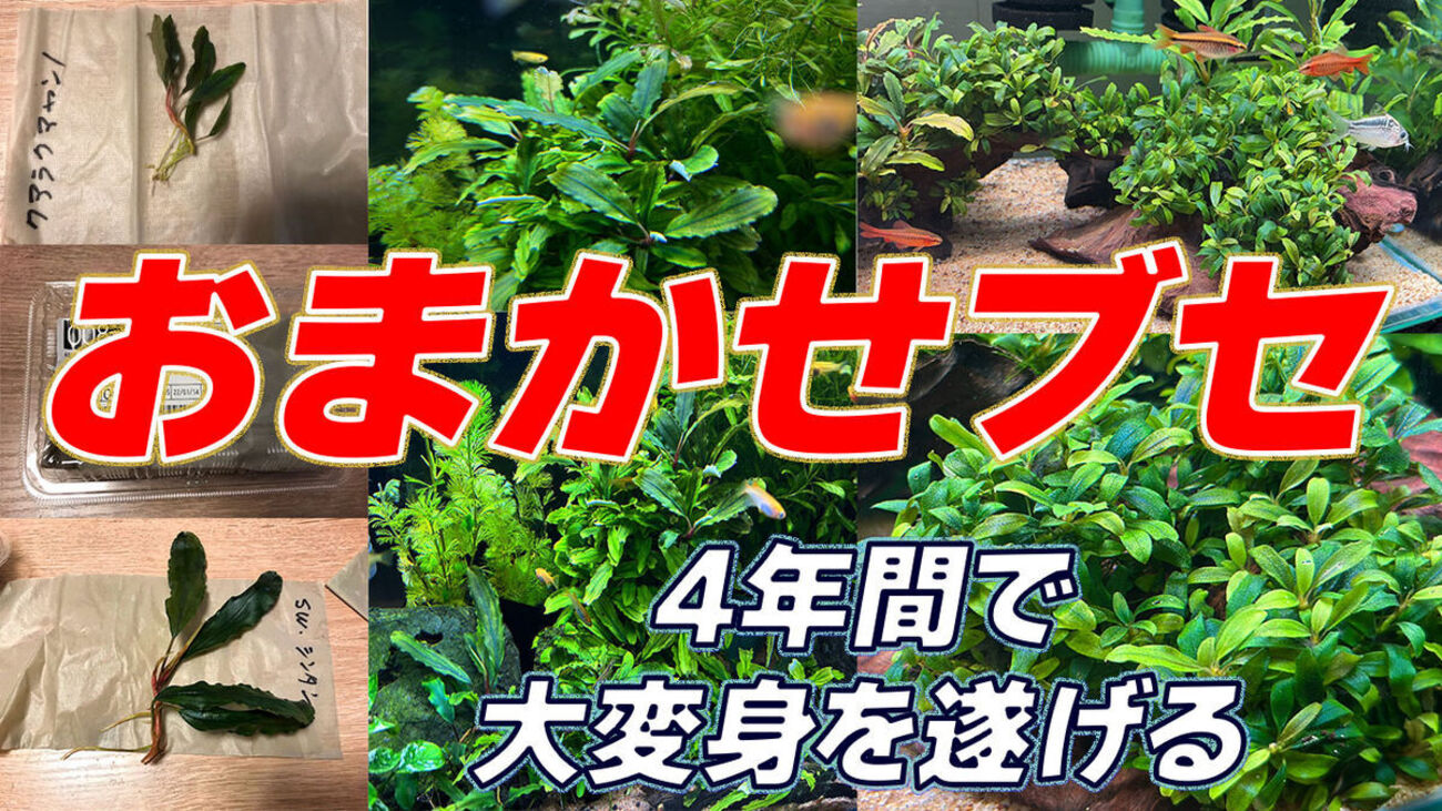 ブセの成長記録：おまかせブセ購入後4年間の変化を振り返る - たなごGo！