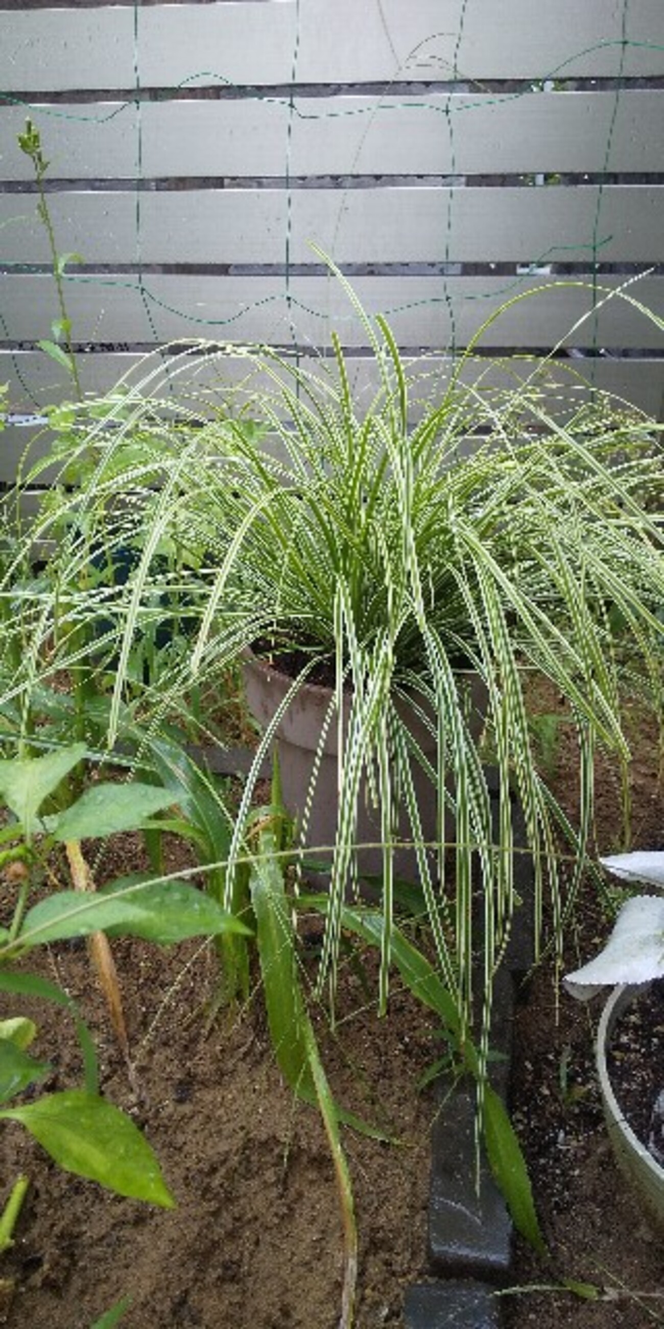 雑草 Amazon.co.jp: 新版 形とくらしの雑草図鑑: 見分ける、身近な300種