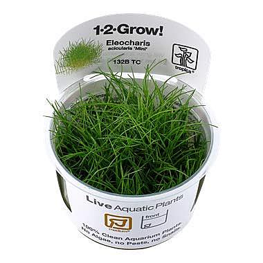 ヘアーグラスとは 動植物の人気 最新記事を集めました はてな