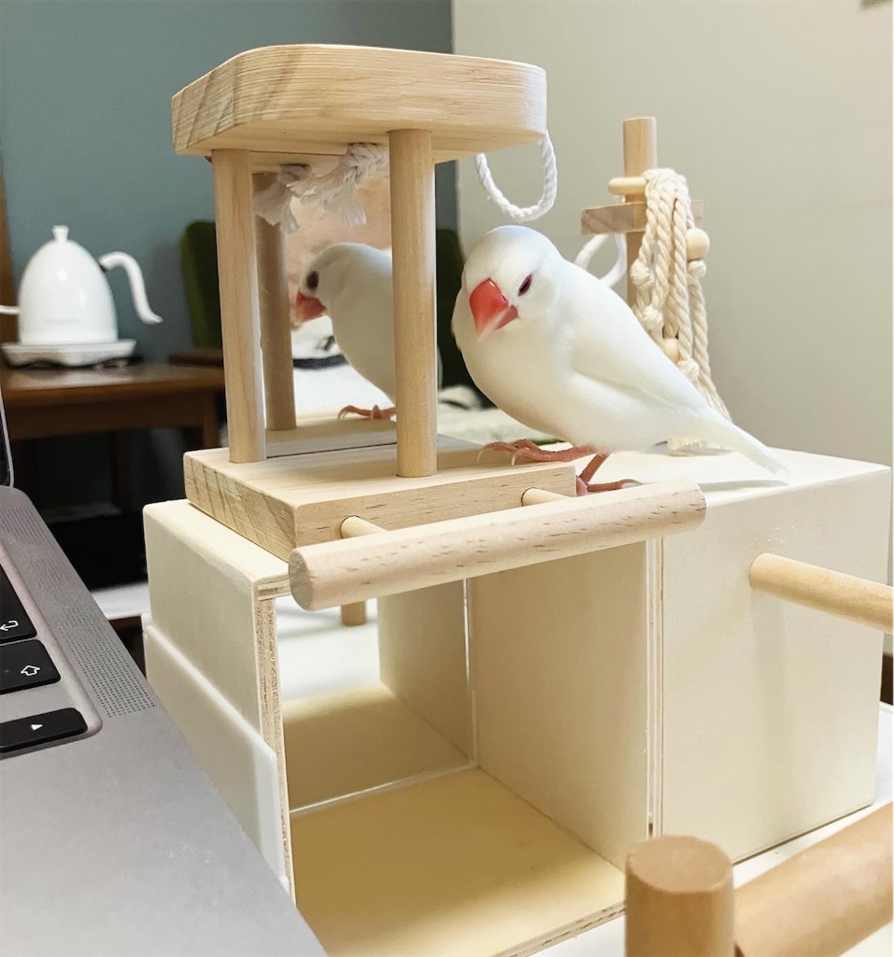 文鳥さんの遊び場 バードアスレチックを作成（100円均一の材料を多用 