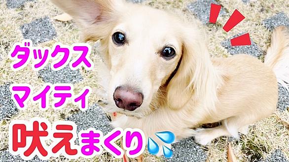 犬が吠えるとは 音楽の人気 最新記事を集めました はてな 犬が吠えるとは 音楽の人気 最新記事を集めました はてな