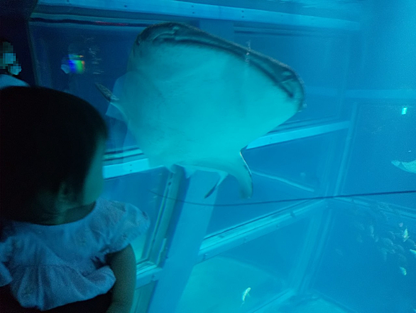 海遊館とは 動植物の人気 最新記事を集めました はてな