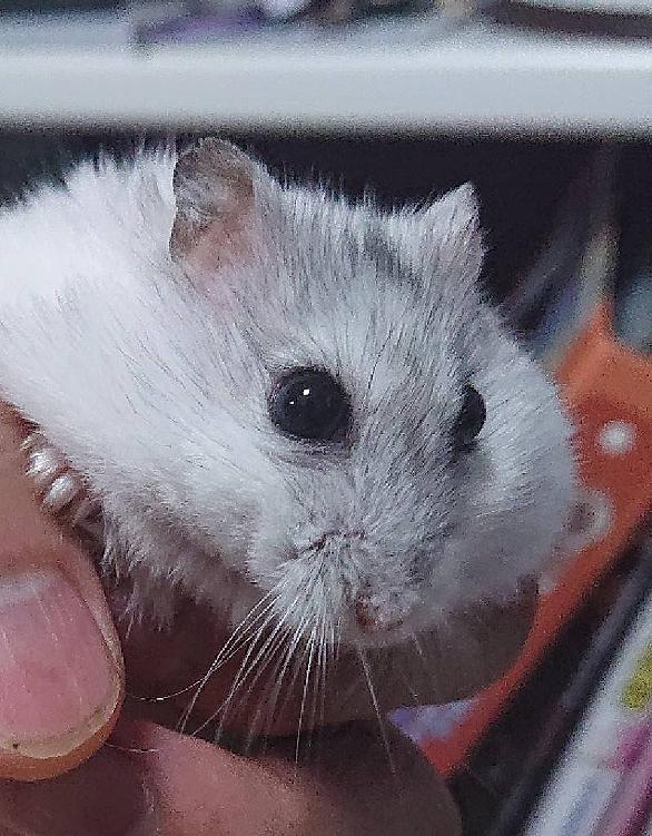 ジャンガリアンとは 動植物の人気 最新記事を集めました はてな