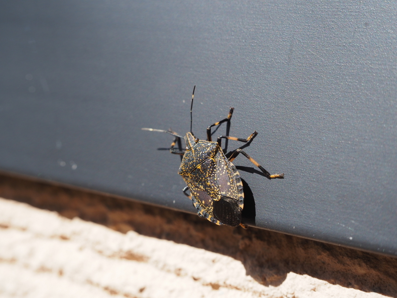 緑や茶色のカメムシの種類は何？ 秋の身近なカメムシを紹介 - 蓼食う虫も好き好き