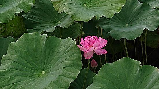 花托とは 動植物の人気 最新記事を集めました はてな