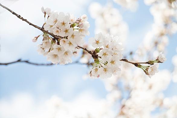 秘すれば花とは アートの人気 最新記事を集めました はてな 秘すれば花とは アートの人気 最新記事を集めました はてな
