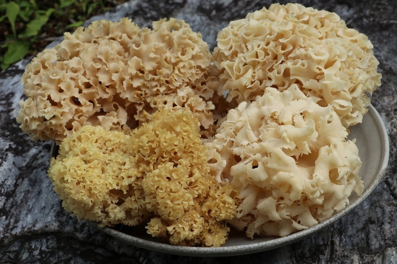 超ど天然ハナビラタケ食用きのこタマゴタケより貴重免疫力向上採れたて 