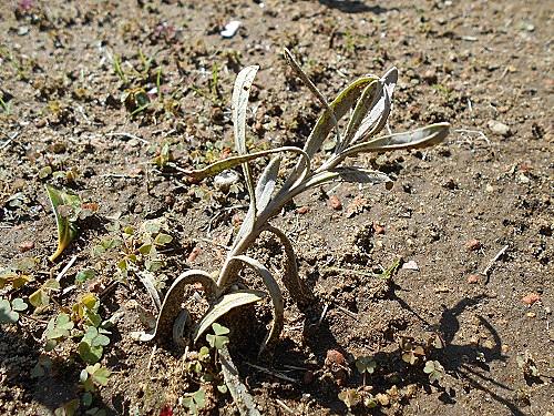 挿し木とは 動植物の人気 最新記事を集めました はてな