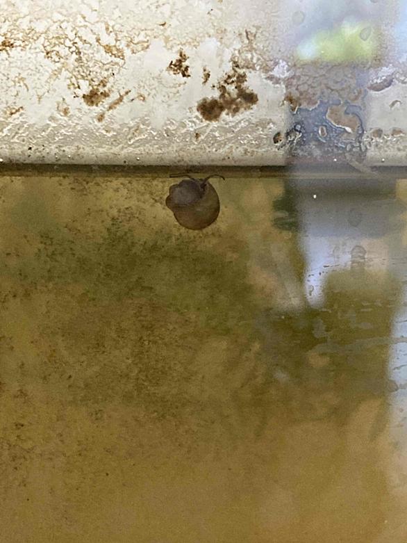 タニシとは 動植物の人気 最新記事を集めました はてな