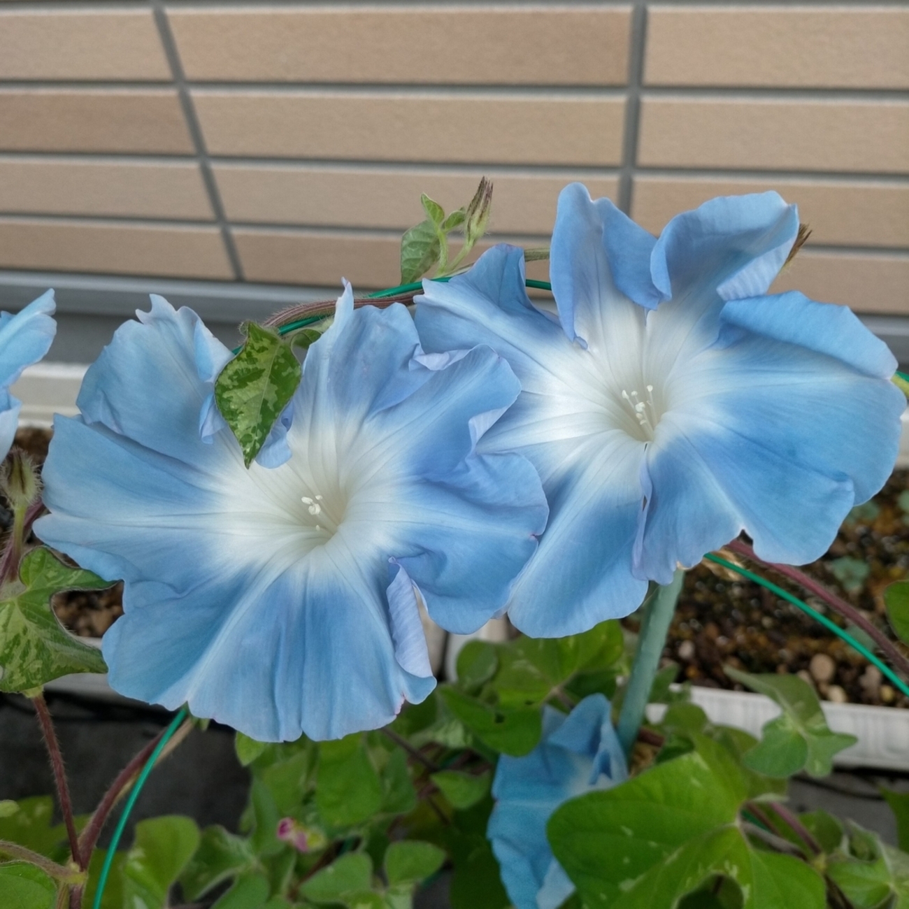 今日の朝顔：種まき52日目／1ヶ月と21日目 - 咲いたらいいね