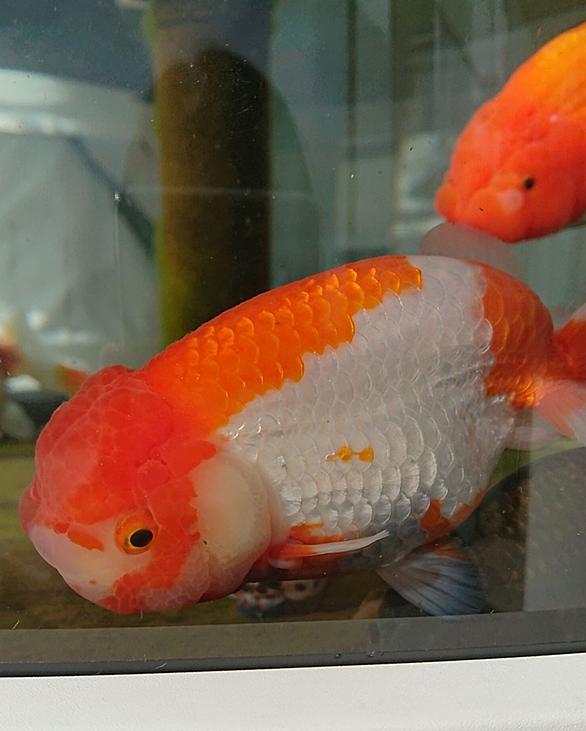 ランチュウとは 動植物の人気 最新記事を集めました はてな ランチュウとは 動植物の人気 最新記事を集めました はてな