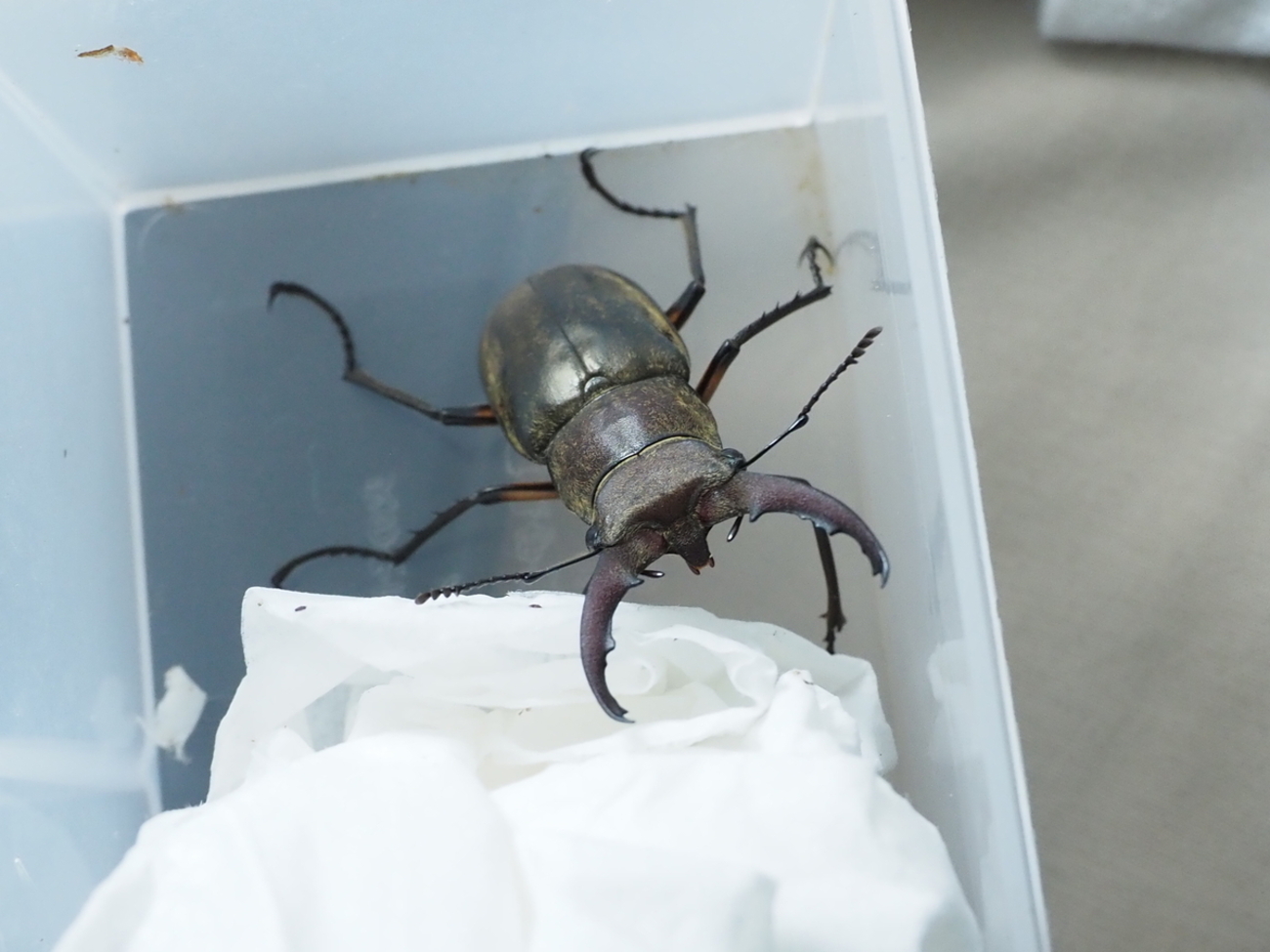 クワガタがいなくなった！？ 虫かごから脱走した場合と自然界で減少し 