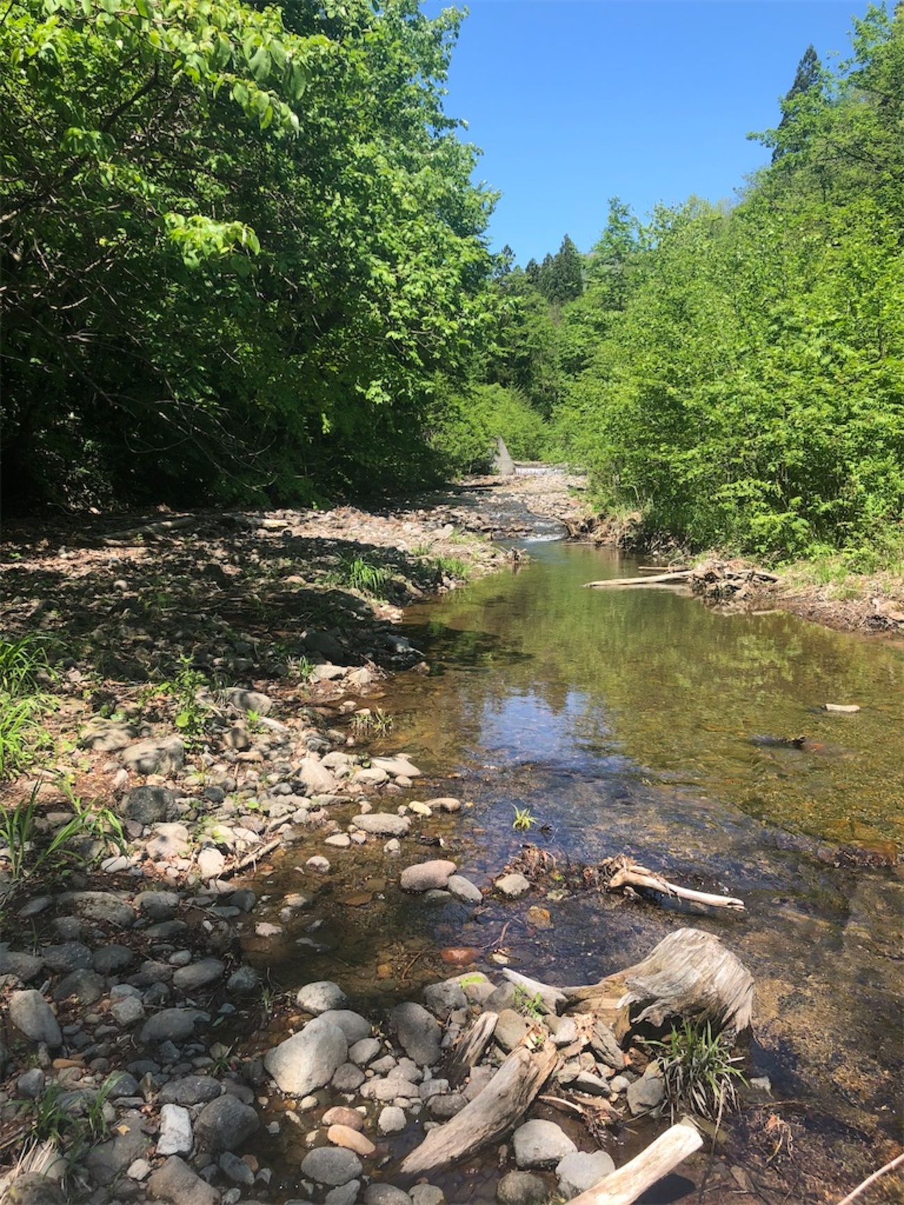 雫石町で渓流釣り - ものぐさ次郎のDIYと熱帯魚