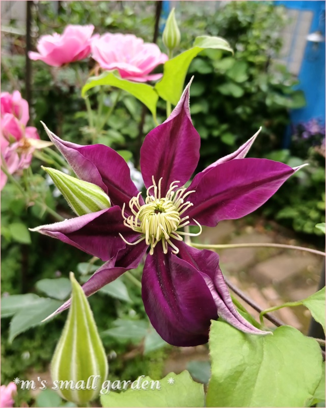 半日陰におススメのクレマチスと花木＆薔薇 - *m
