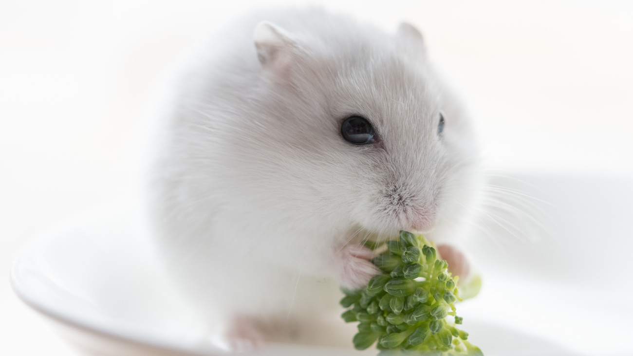 ハムスターさん専用　参考写真 マクロレンズで撮るハムスターの豊かな表情 – 見守るような中望遠の