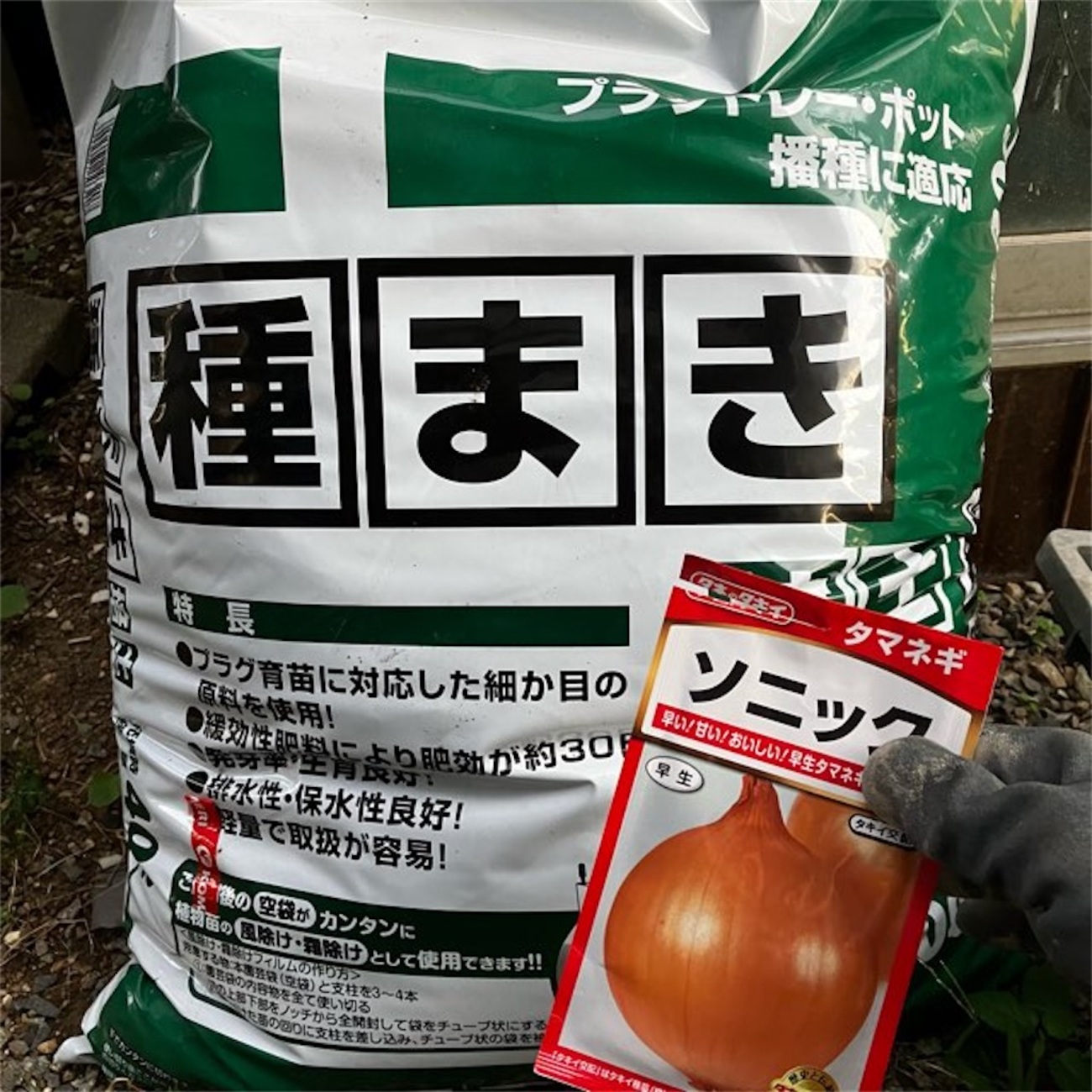 ぐれたくページ▽玉ねぎ苗 野菜・草花の種苗の通販は【太田種苗おおた