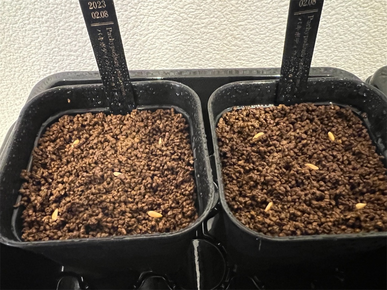 パキポディウム・マカイエンセの実生記録・育て方【2023年2月種まき