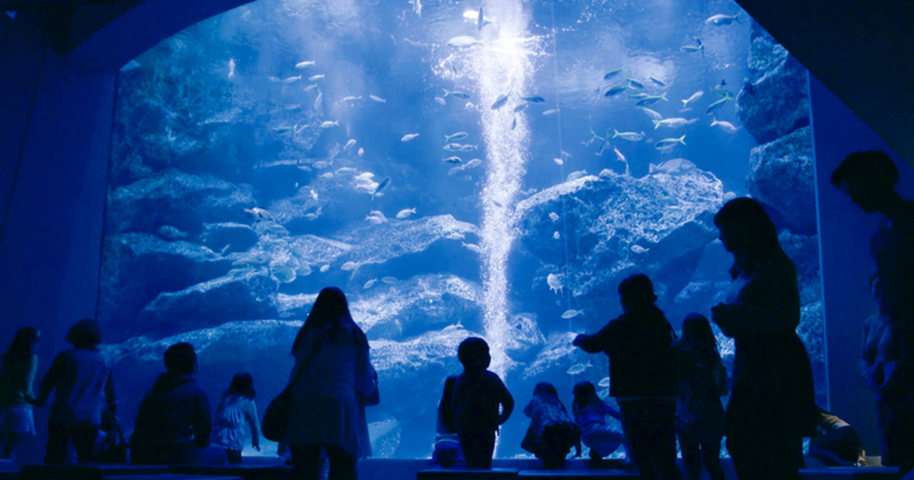 水族館学 : 水族館の発展に期待をこめて Amazon.co.jp: 水族館学: 水族館の発展に期待をこめて (東海大学